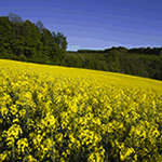 Rapsfeld